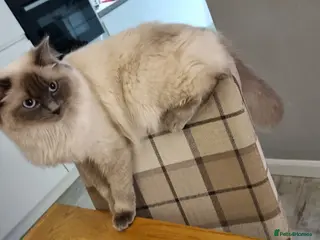 Ragdoll cats Pure Ragdoll kittens - Advert 2