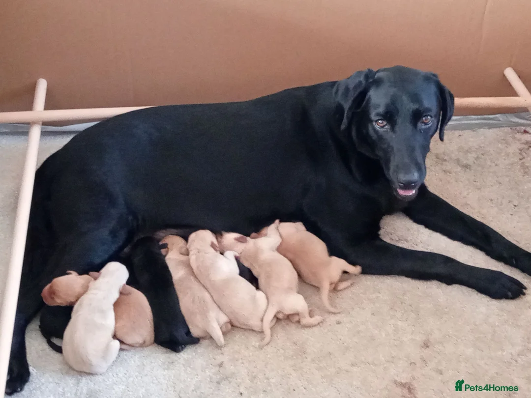 Labrador Retriever dogs for sale: Labrador pups for sale black and fox red.  - Advert 2