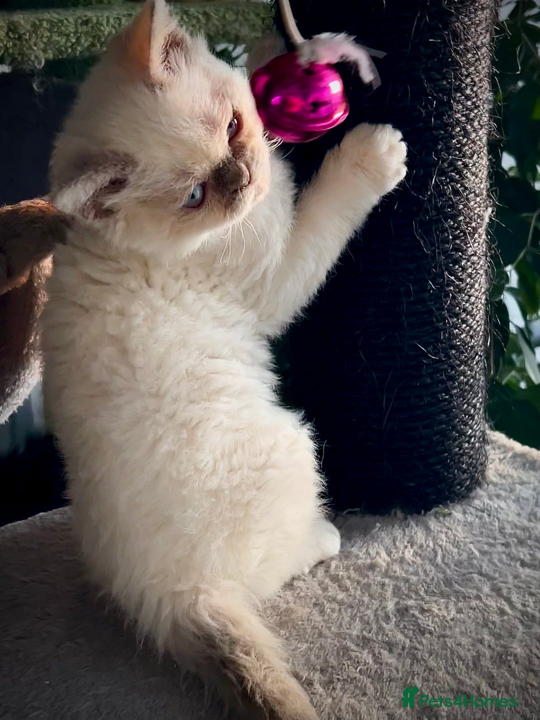 Selkirk Rex cats for sale: SELKIRK REX KITTENS  😻 - Advert 11