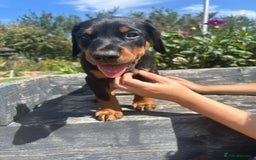 Dobermann dogs for sale: Proper Chunky Euro doberman pups 💕 - Image 18