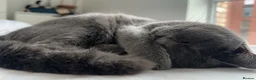 British Shorthair cats for sale: Adorable British Shorthair Kittens–Playful, Loving in Wembley - Advert 14