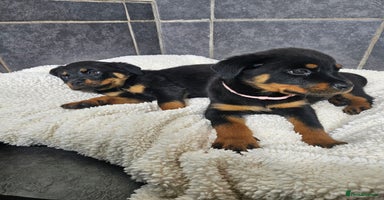 Rottweiler dogs - Advert 11