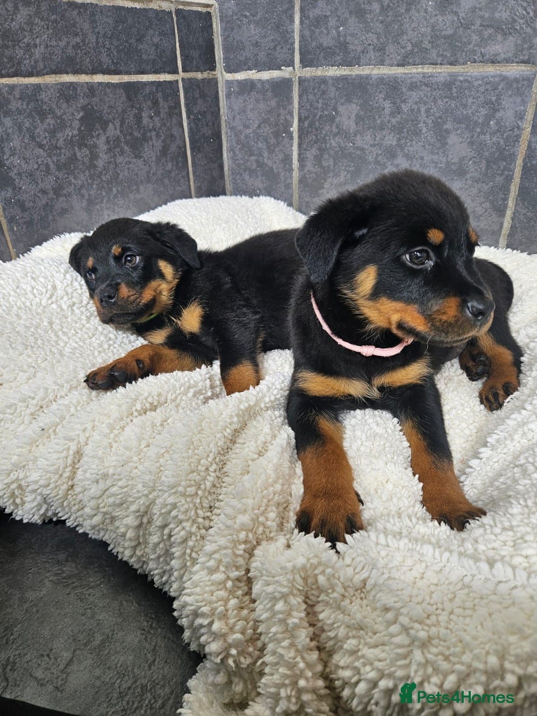 Rottweiler dogs for sale: Stunning Rottweiler puppys - Image 3
