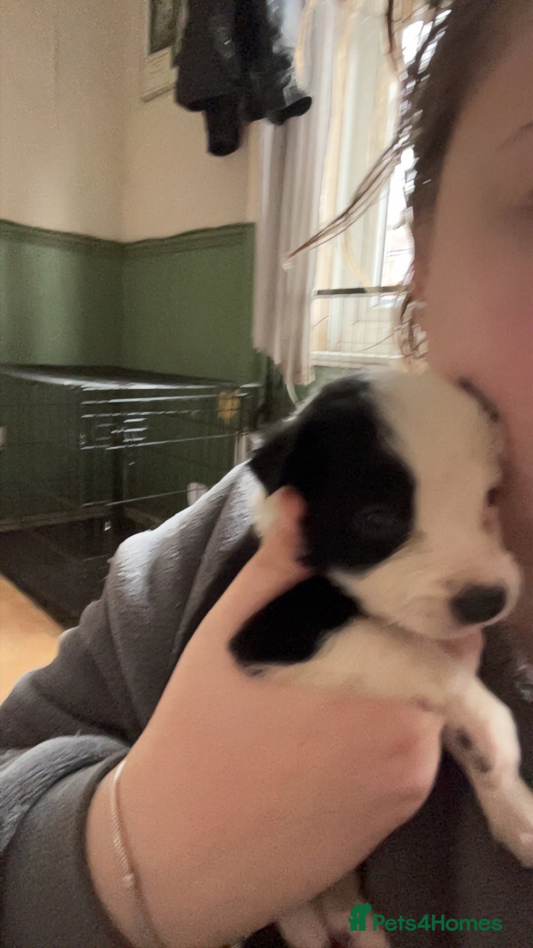 Border Collie dogs for sale: Litter of 7 border collies - Advert 24