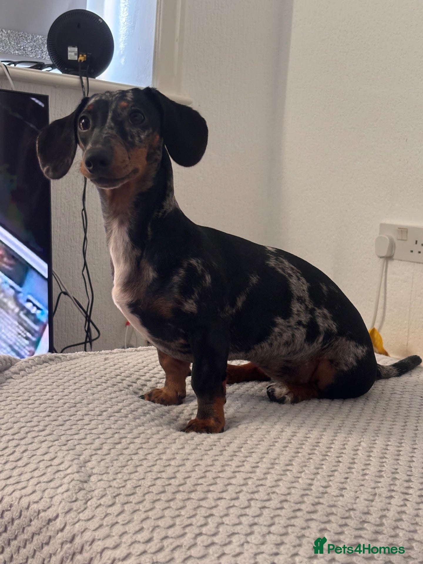 Miniature Dachshund dogs Miniature dachshund - Advert 7