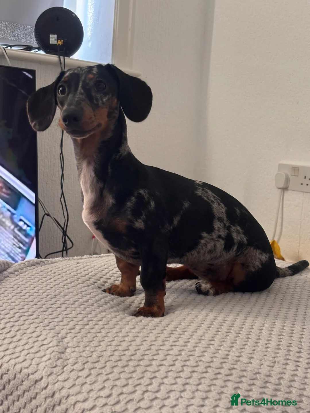Miniature Dachshund dogs for sale: Miniature dachshund - Advert 1