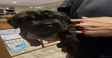 Mixed Breed dogs 6 shar poo puppys - Advert 6