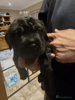 Mixed Breed dogs 6 shar poo puppys - Advert 6