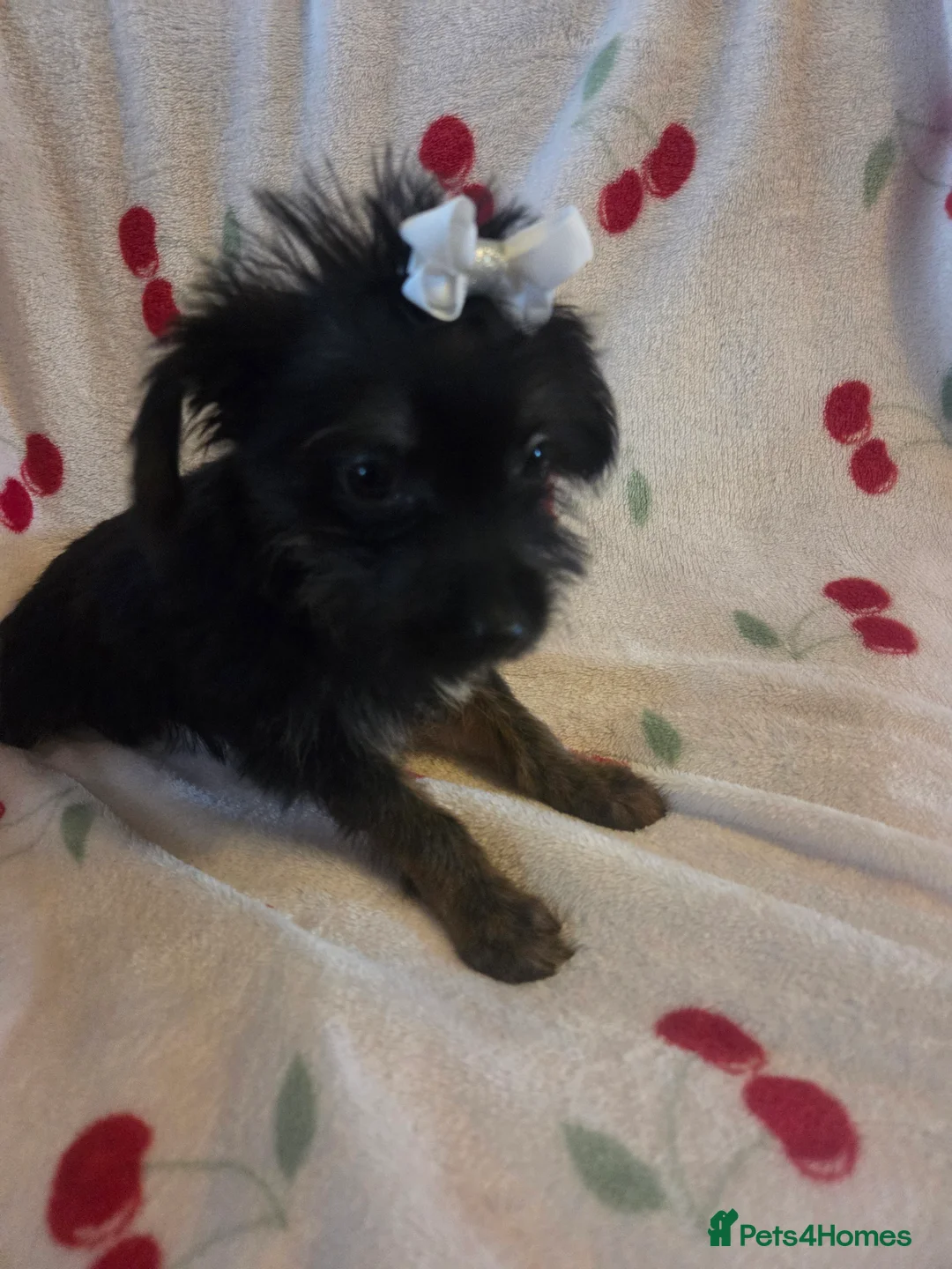 Mixed Breed dogs for sale: Yorkshireterrier xjackrussell  - Advert 6