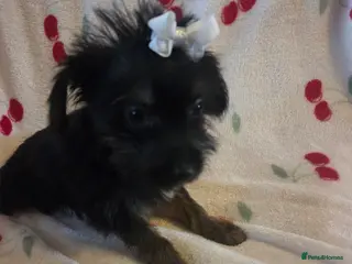 Mixed Breed dogs Yorkshireterrier xjackrussell - Advert 8