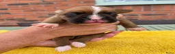 Boxer dogs for sale: Beautiful Red & White Boxer Puppies – Ready August - Advert 9