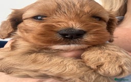 Cavapoo dogs for sale: Extensively health tested F1 Cavapoos  - Image 8