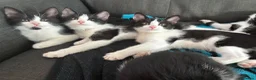 Domestic Shorthair cats for sale: 3 Beautiful Fluffy Female Kittens Black and White. in Liverpool - Advert 4