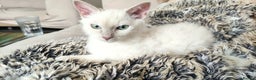 LaPerm cats for sale: Adorable teddy bear curly LaPerm GCCF reg - Advert 7
