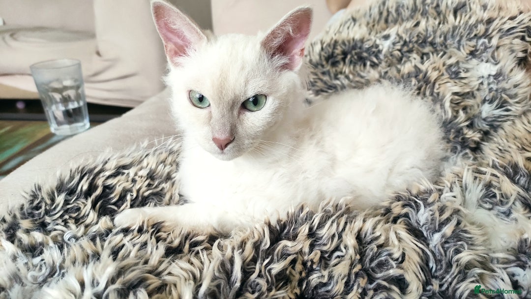 LaPerm cats for sale: Adorable teddy bear curly LaPerm GCCF reg - Advert 7