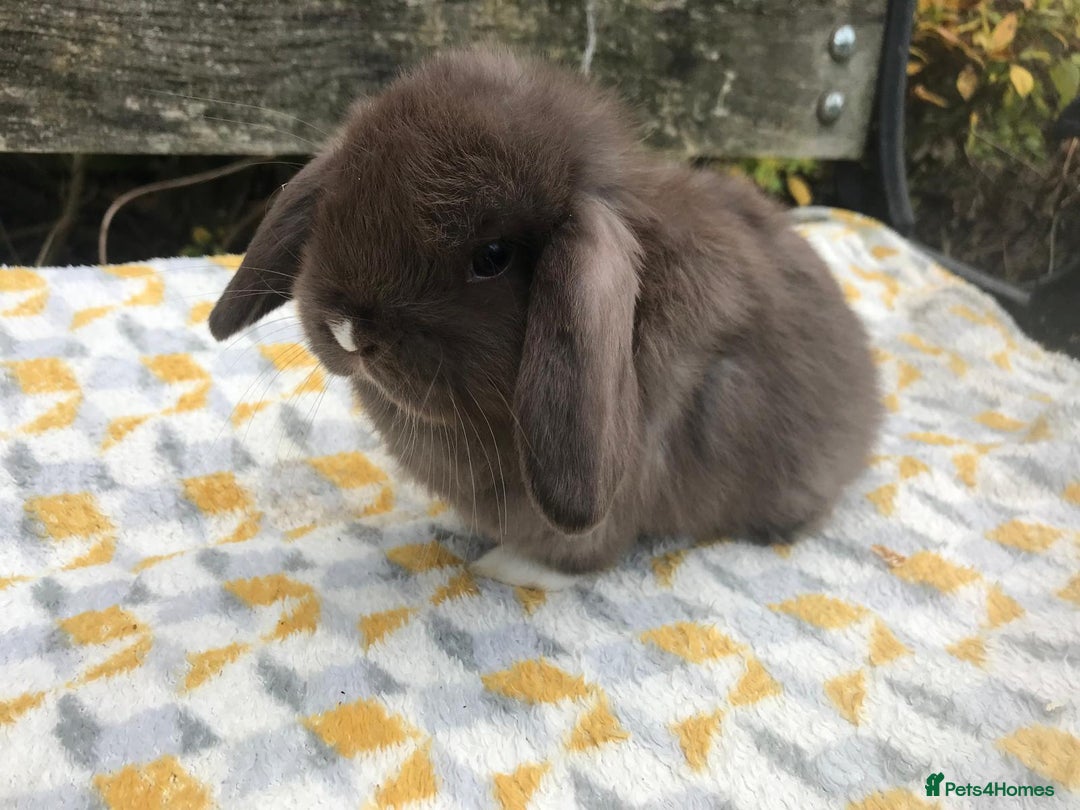 Mini Lop rabbits for sale: Beautiful mini lop bucks for sale  - Advert 2