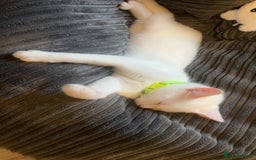 Mixed Breed cats for sale: Kittens  - Advert 9