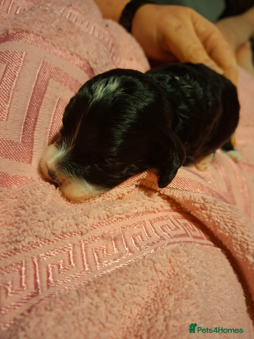 Cockapoo dogs for sale: Beautiful cockapoo puppies  - Advert 5