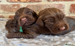 Cocker Spaniel dogs for sale: Kennel club registered males  - Image 6