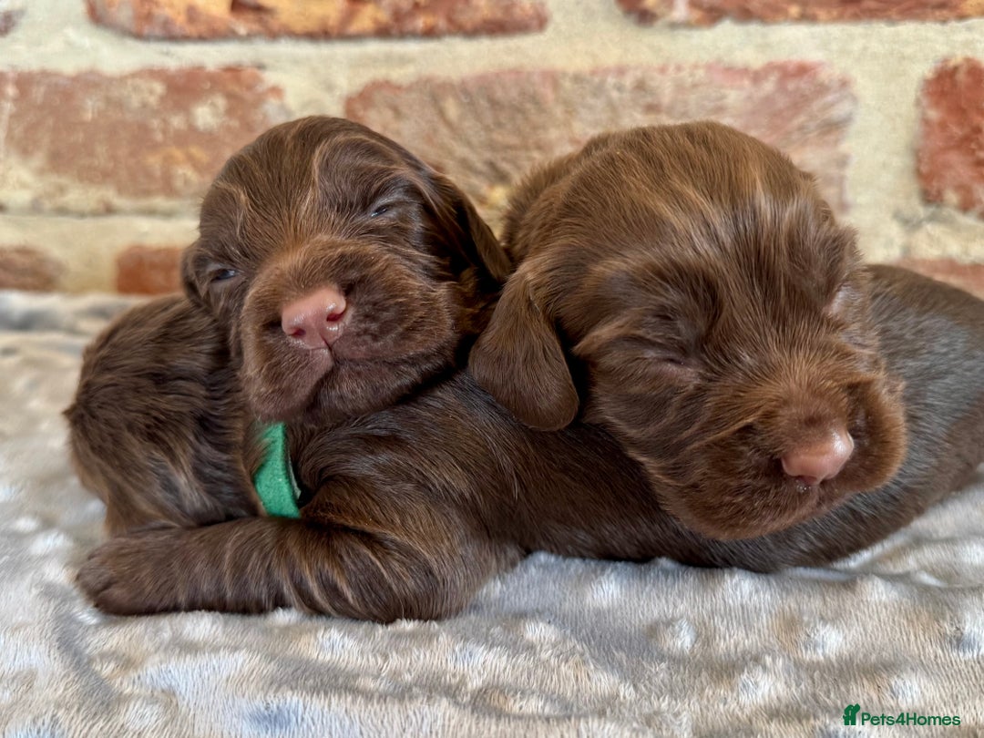 Cocker Spaniel dogs for sale: Kennel club registered males  - Image 6