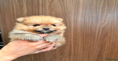 Pomeranian dogs Pomeranian teddy bear face puppies🐶 - Advert 4