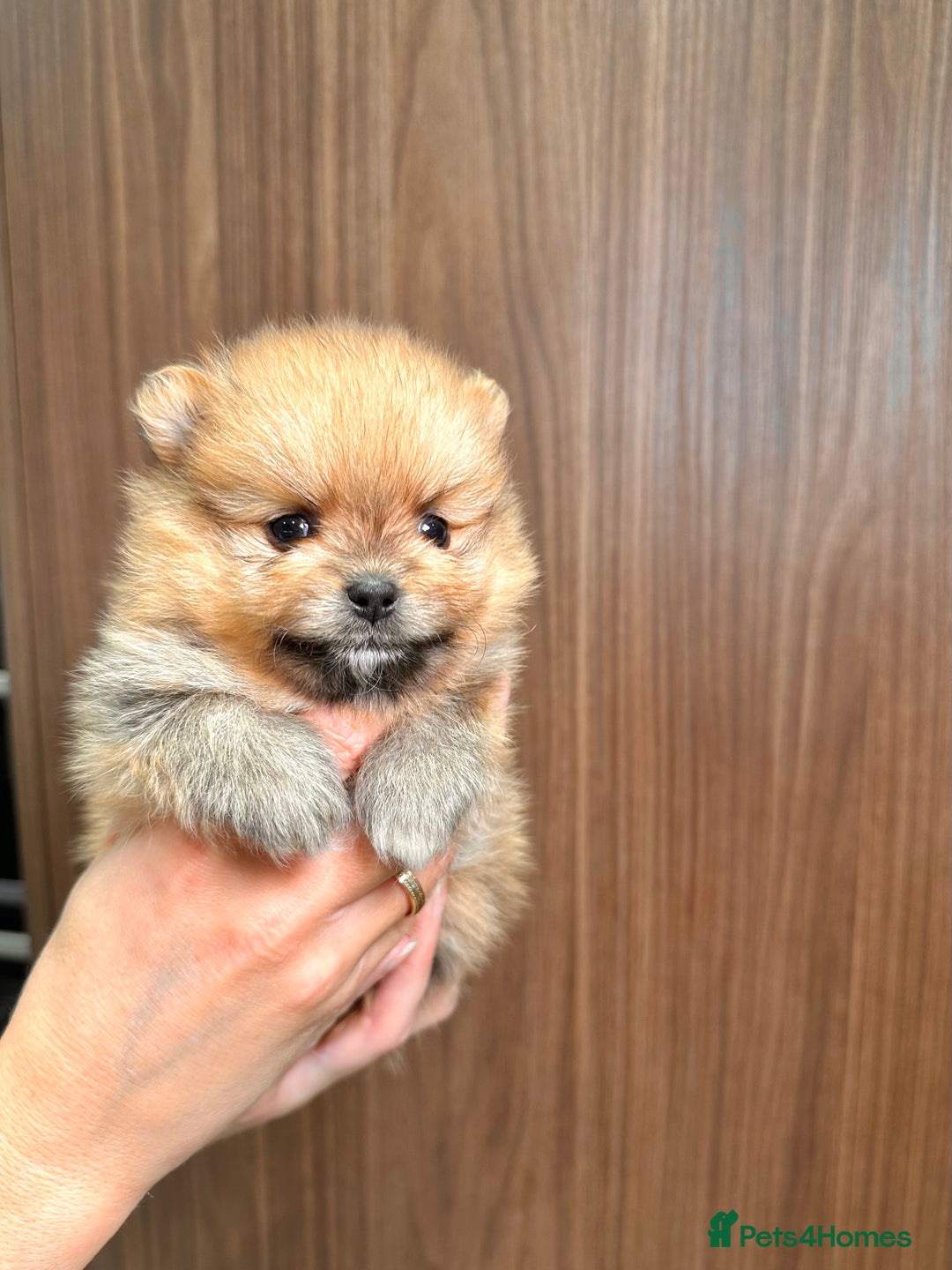 Pomeranian dogs for sale: Pomeranian teddy bear face puppies🐶 - Advert 10