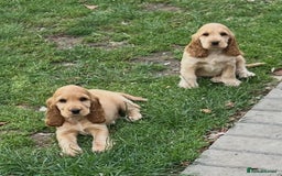 Cocker Spaniel dogs for sale: LAST 3 GIRLS ⭐️⭐️⭐️⭐️⭐️CH BLOODLINES  - Image 3