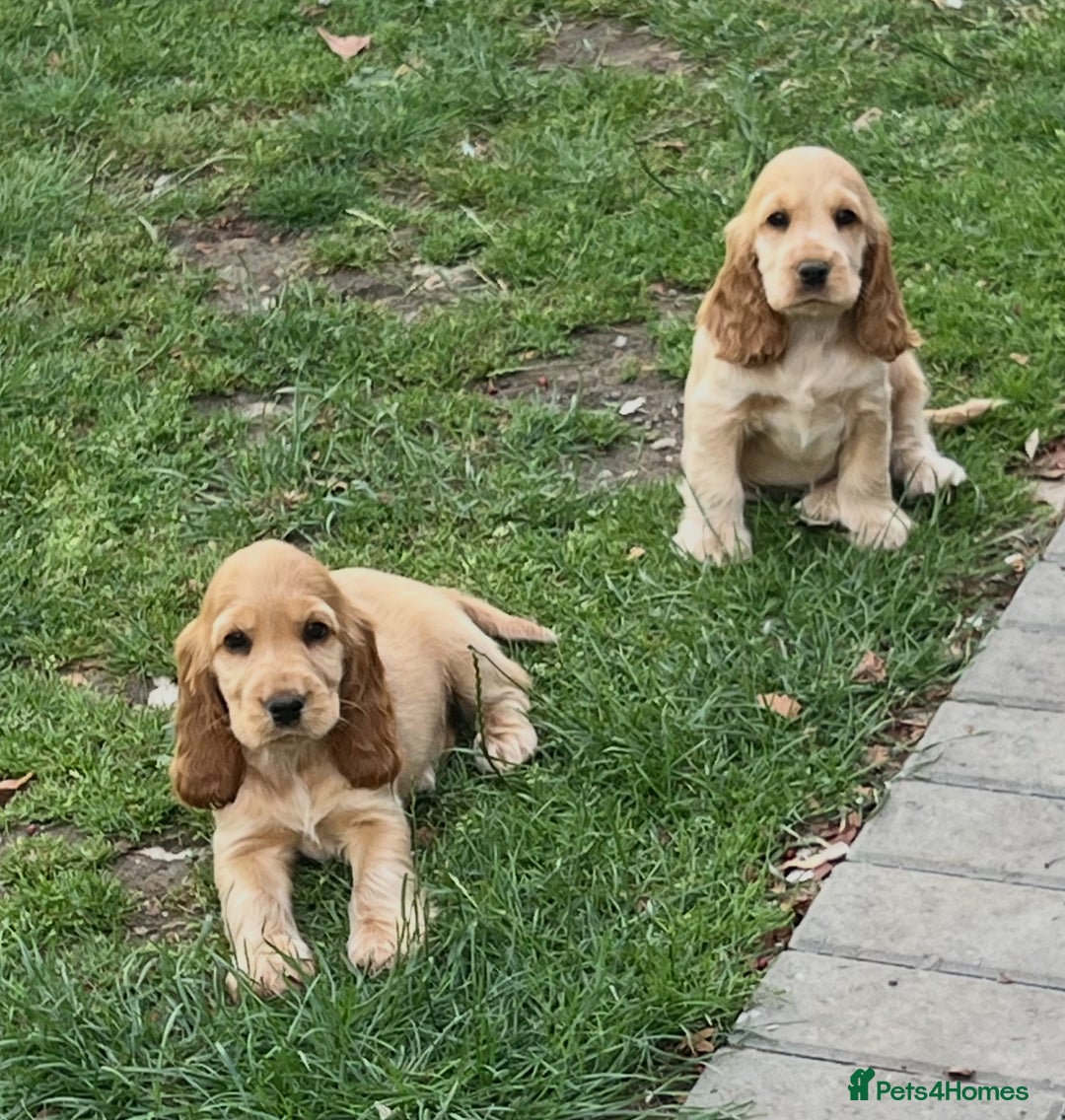 Cocker Spaniel dogs for sale: LAST 3 GIRLS ⭐️⭐️⭐️⭐️⭐️CH BLOODLINES  - Image 3
