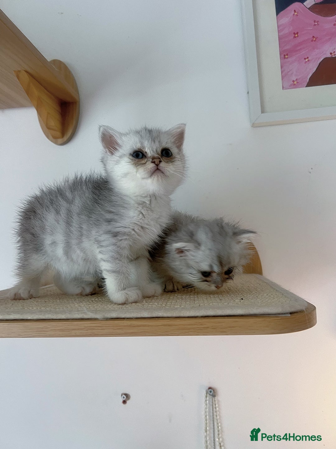 Scottish Fold cats for sale: Two Cute Scottish Fold Kittens - Image 7