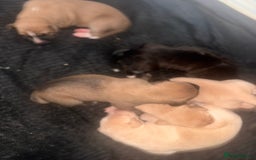Mixed Breed dogs for sale: Belgian Malinois crosses - Image 8