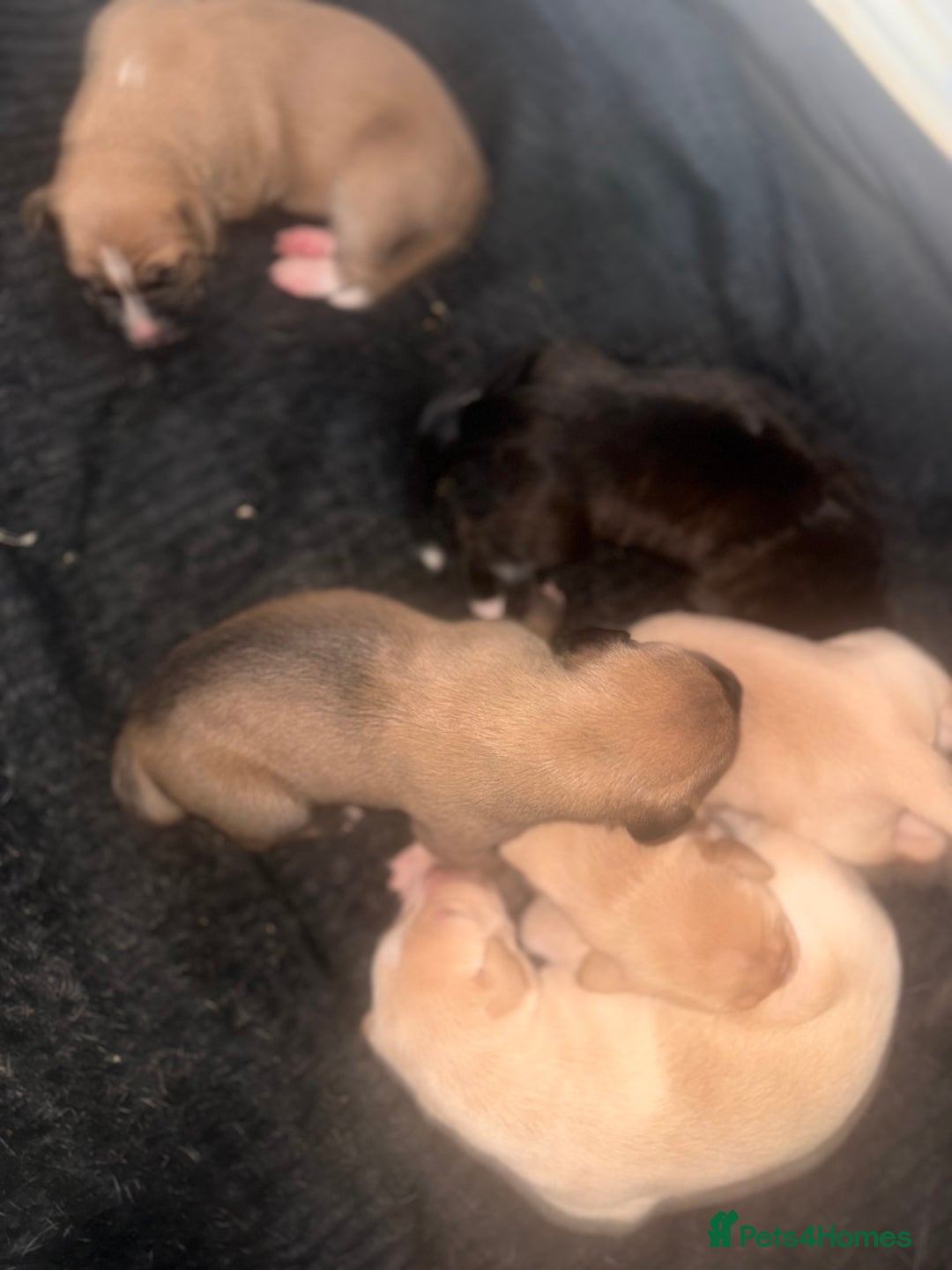 Mixed Breed dogs for sale: Belgian Malinois crosses - Image 8