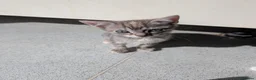 Mixed Breed cats for sale: 5 mixed breed kittens ready for new homes  - Advert 3