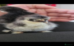 Chickens poultry for sale: Pekin bantam chicks  - Image 3