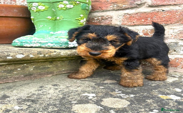 Welsh Terrier dogs - Advert 1