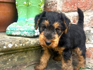 Welsh Terrier dogs Top Quality KC. PLL Clear Welsh Terrier Male Puppy - Advert 3