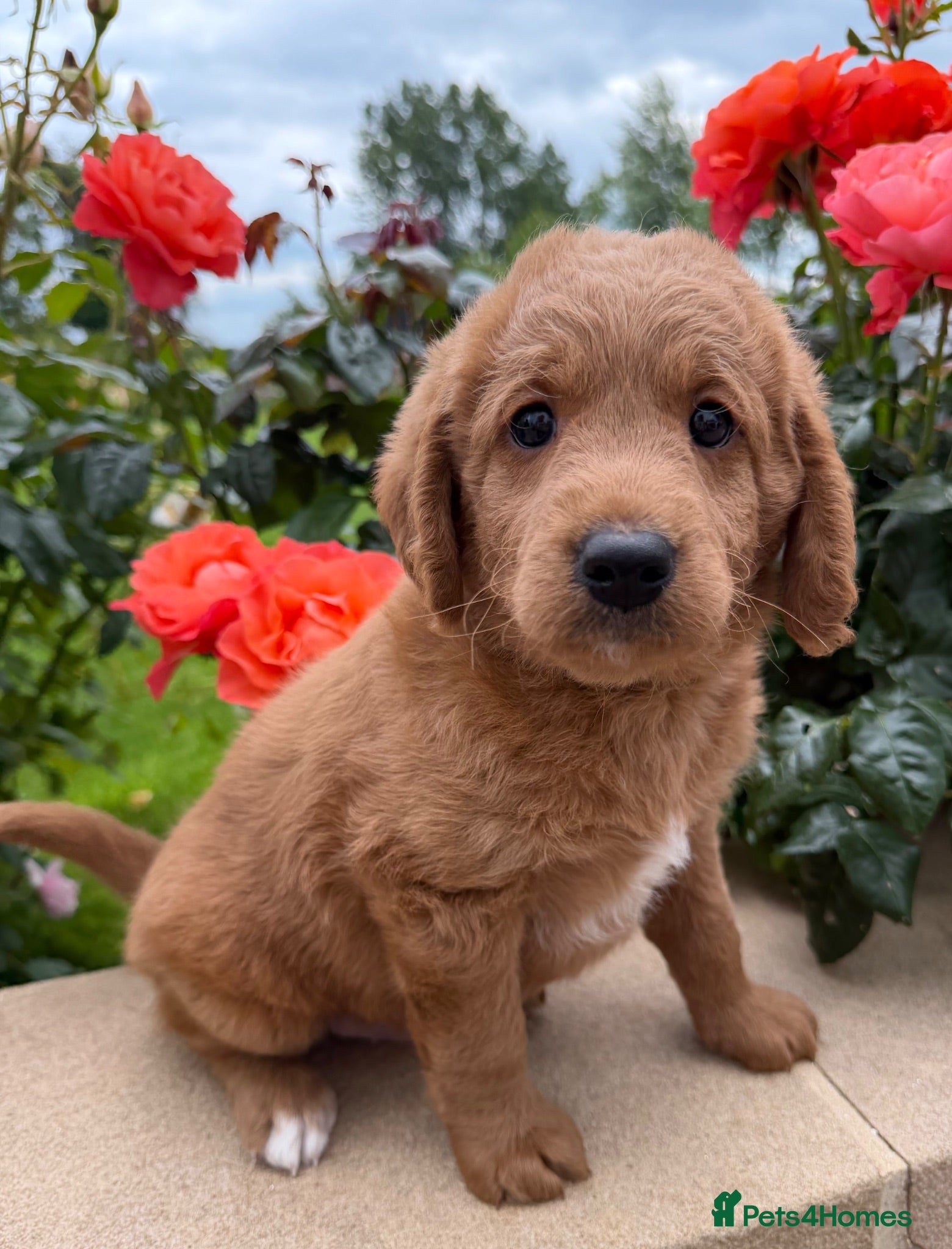 Labradoodle dogs Fabulous F1 labradoodles  - Advert 1