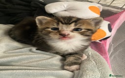 Mixed Breed cats for sale: BengalXTabby kittens LAST BOY LEFT NOW - Image 3