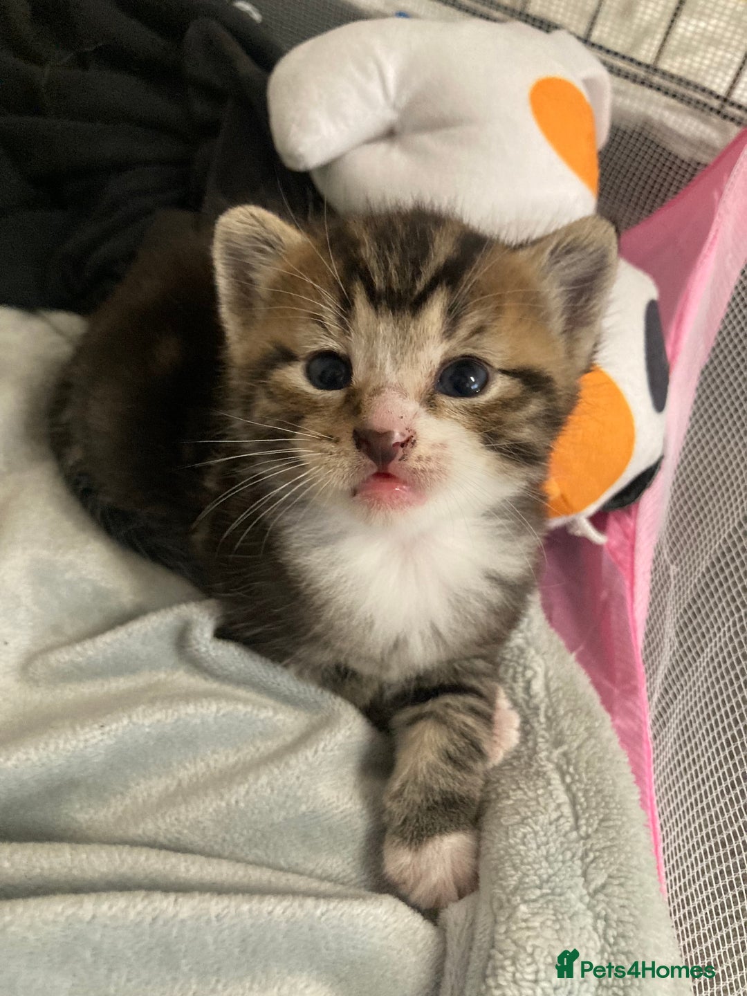 Mixed Breed cats for sale: BengalXTabby kittens LAST BOY LEFT NOW - Image 3
