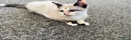 Siamese cats for sale: 2 girls 🩷 and 2 boys 🩵 looking for home.  - Advert 16