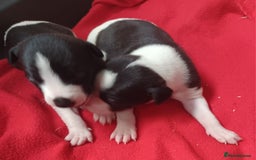 Whippet dogs for sale: KC HEART AND HEALTH TESTED WHIPPETS - Image 36