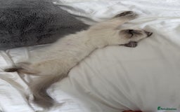 Ragdoll cats for sale: Female Blue Point Ragdoll Kitten - Image 6