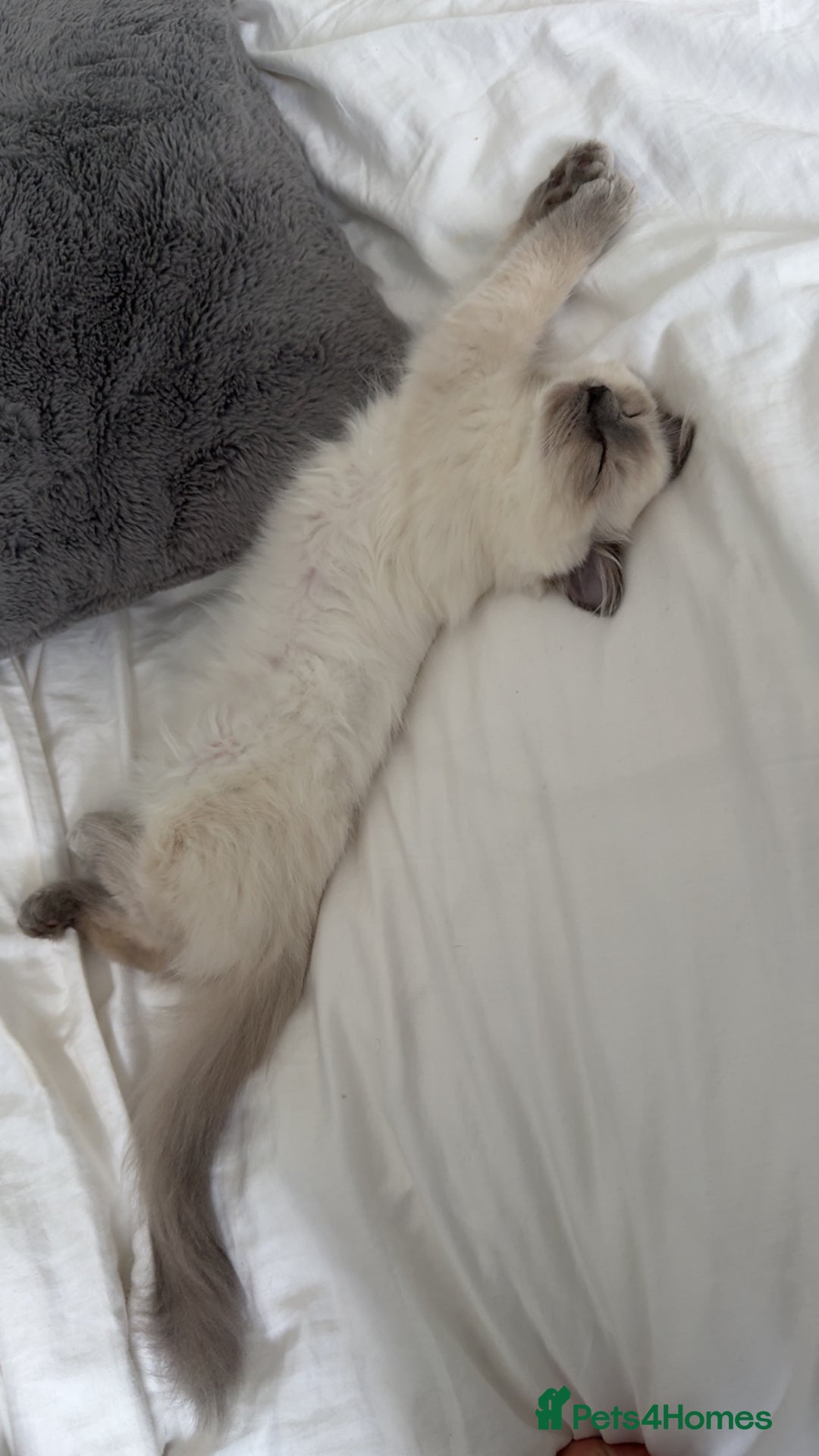 Ragdoll cats for sale: Female Blue Point Ragdoll Kitten - Image 6
