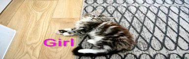 Maine Coon Kitten 2