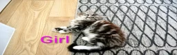 Maine Coon cats for sale: Maine coon kittens available  - Advert 3