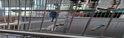 Budgerigars birds for sale: Two budgies - Advert 3