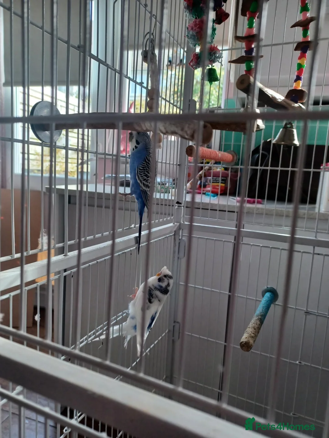 Budgerigars birds for sale: Two budgies - Advert 3