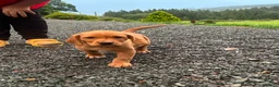 Springador dogs for sale: Happy friendly Springador puppies  - Advert 16