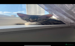 Ragdoll cats for sale: Silver ragdoll/Bengal  - Image 5