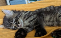 Domestic Shorthair cats for sale: 2 adorable kittens looking for loving home - Image 3