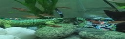 Tetras fish for sale: Different variety of tropical fish  - Advert 6